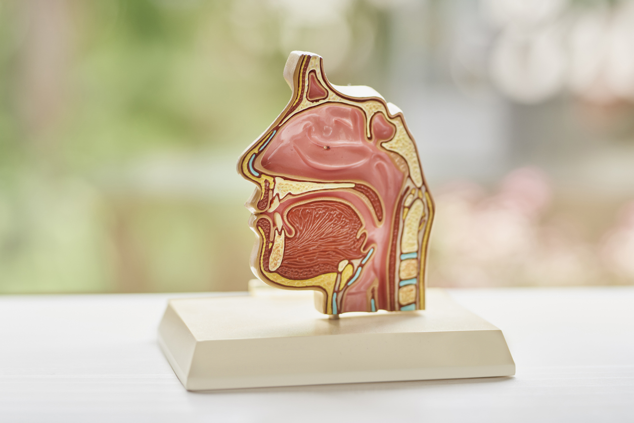 Anatomical cross-section model of the upper airway — nasal passage, oral cavity, tongue and pharynx
