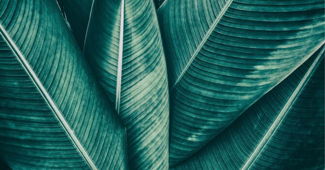 Early Intervention, Parent/Caregiver Coaching